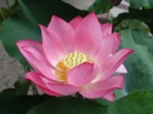 A lotus flower